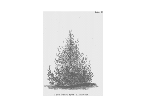 1) Biota orientalis typica. А.Общий вид