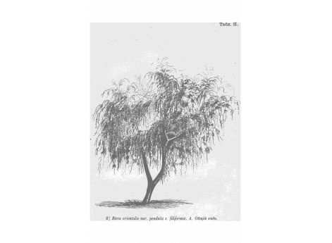 2) Biota orientalis var.pendula s.filiformis. А.Общий вид
