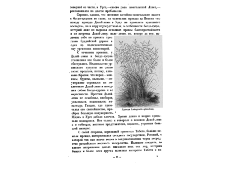 Дэрэсун (Lasiagrostis splendens).
