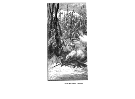 Соболь, россомаха и песец.