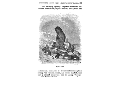 Морские коты.