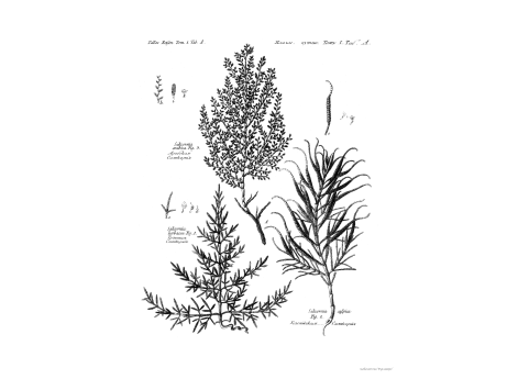 Том I. Таб.А. Травеная Соликорния. Каспийская Соликорния. Арабская Соликорния