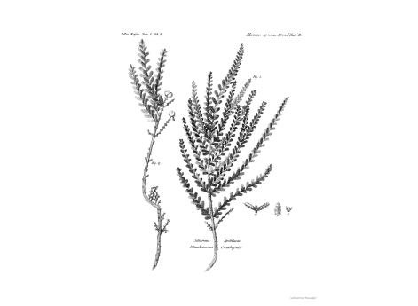 Том I. Таб.В. Шишковидная Соликорния.