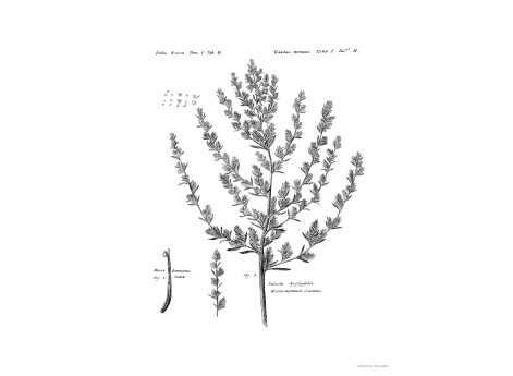 Том I. Таб.H. Иссополистная Солянка.