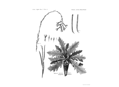 Том I. Таб.L. Татарская Гесперис.