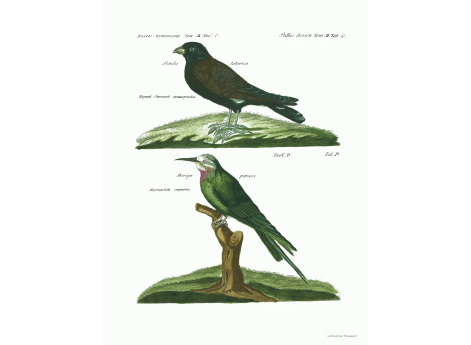Том II. Таб.С. Черный степной жаворонок. Таб.D. Персидский стриж.