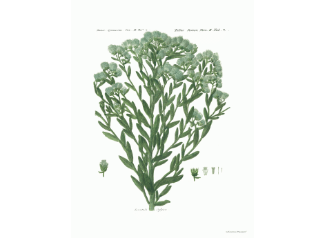 Том II. Таб.Z. Serratula Cafpica.