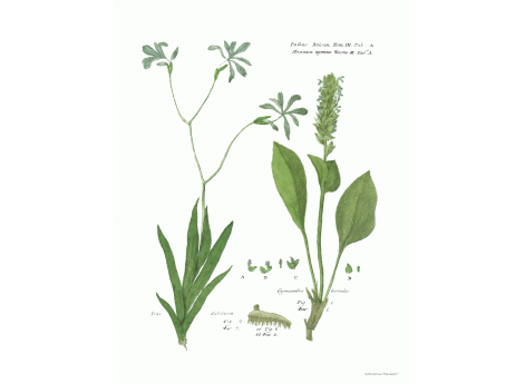 Том III. Таб.A. Iris Dicliotoma. Gymnandra borealis.