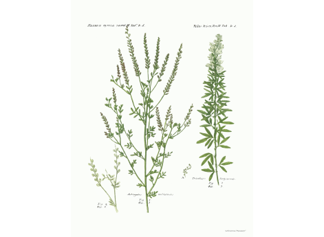 Том III. Таб.Dd. Astragalus melilotoides. Trisolium hedysaroide.