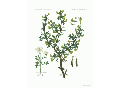 Том III. Таб.Ee. Robinia Ferox. Dryas anemonoides.