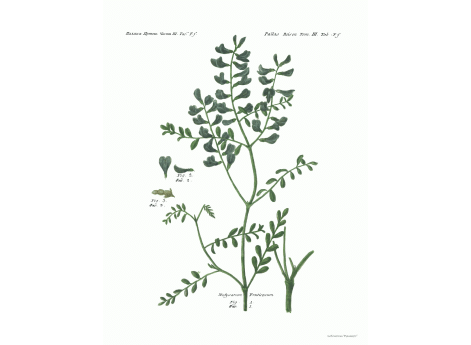 Том III. Таб.Ff. Hedysarum Fruticosum.