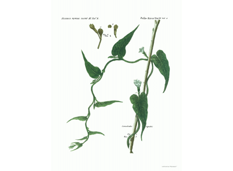 Том III. Таб.K.Concobrilus rupestris.