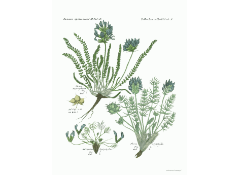 Том III. Таб.X. Phaca microphylla. Phaca oxyphylla. Astragalus leptophyllus.