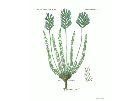 Том III. Таб.Z. Phaca myriophylla.