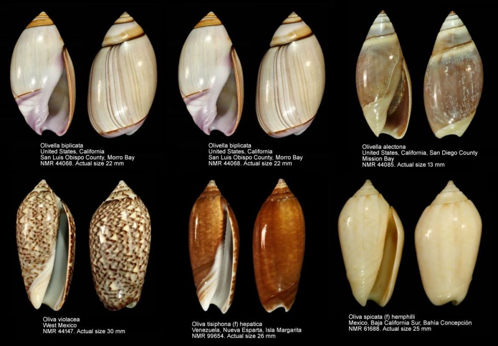 Раковины каури