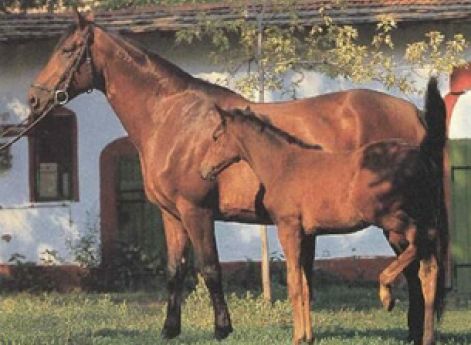 Лошадь породы фуриозо