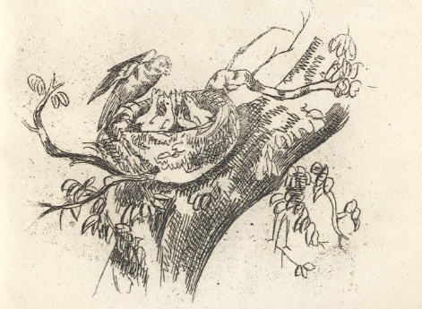 Иллюстрации к рассказу «Птица» в книге