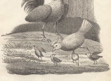 Петух и куры. Иллюстрация в книге