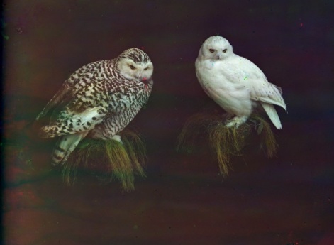 Уральские совы. Чучела из коллекции Н.П. Алина в Чердыни.